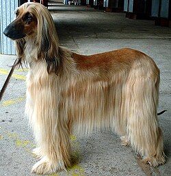 afghan_hound.jpg