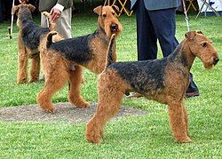 airedale_terriers_flickr.jpg