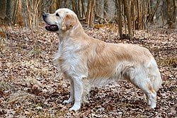 arany_retriever_golden_retriever.jpg