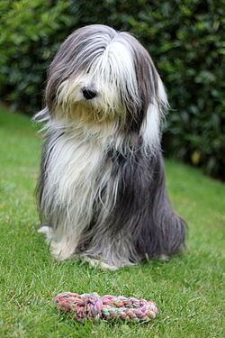 bearded_collie_szakallas_collie.jpg