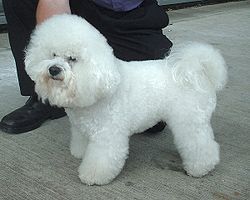 bichon_frise_bichon__poil_frise.jpg