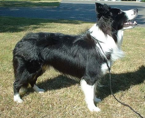 border_collie.jpg