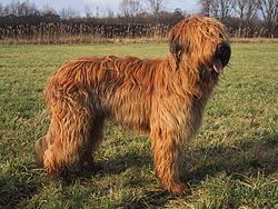 brie-i_juhaszkutya_berger_de_brie_briard.jpg