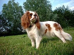 cavalier_king_charles_spaniel_cavalier_king_charles_spaniel.jpg