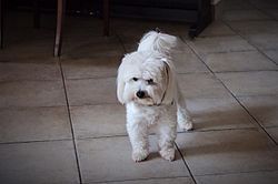 coton_de_tulear.jpg